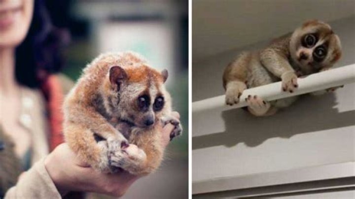 African People Warn Homeowner of Evil Spirit After Slow Loris Found, TikTok Video Clocks 12M Views