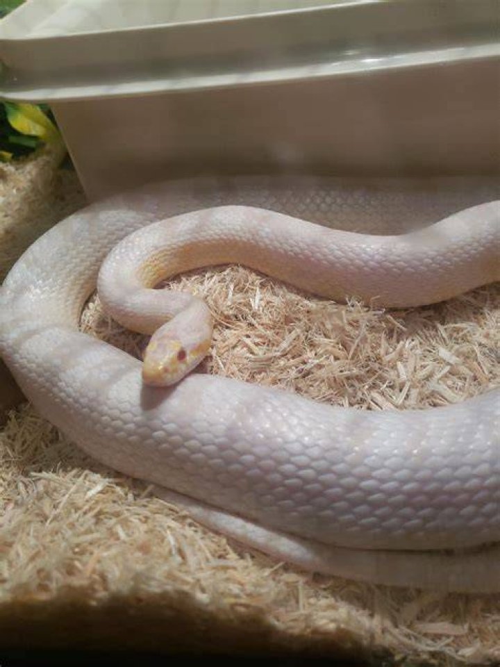 Albino corn snake beside a rock