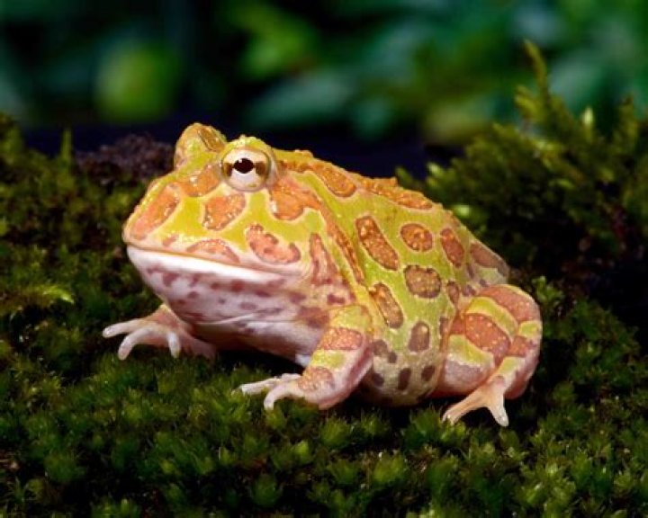 albino pacman frog on top of weeds