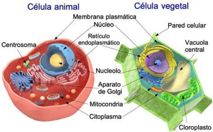 Aleyrux Celula Vegetal E Animal vrogue.co