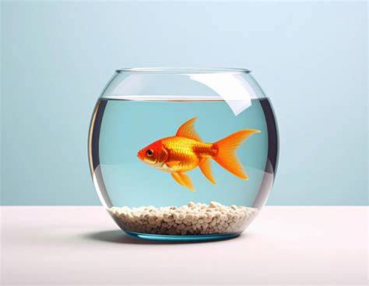 alone goldfish
