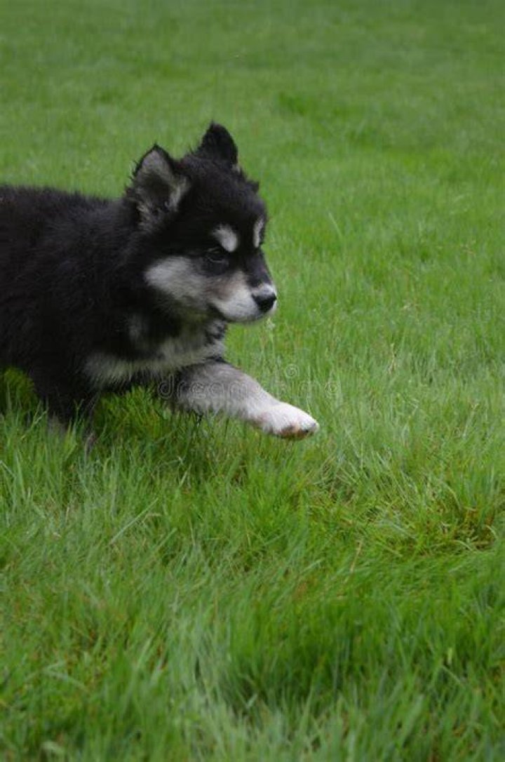 alusky on green grass