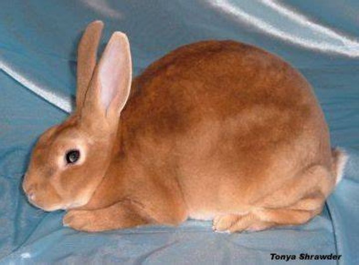 amber rex rabbit