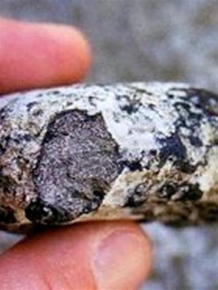 Ambergris hunters: Stewart Island was named as a top hunting location by author Kemp. Photo / Great South