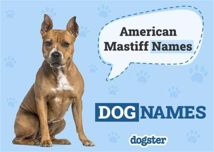American Mastiff Names