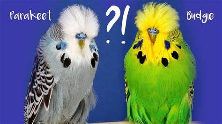 American Parakeets