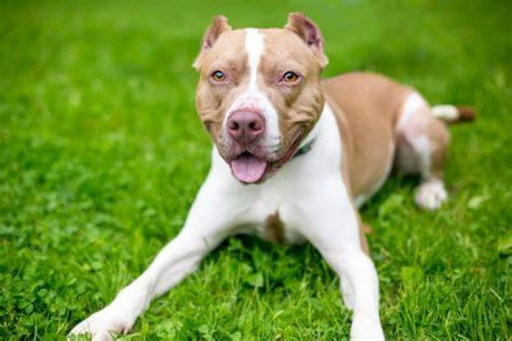 American pit bull terrier Wikip&eacute;dia, a enciclop&eacute;dia livre