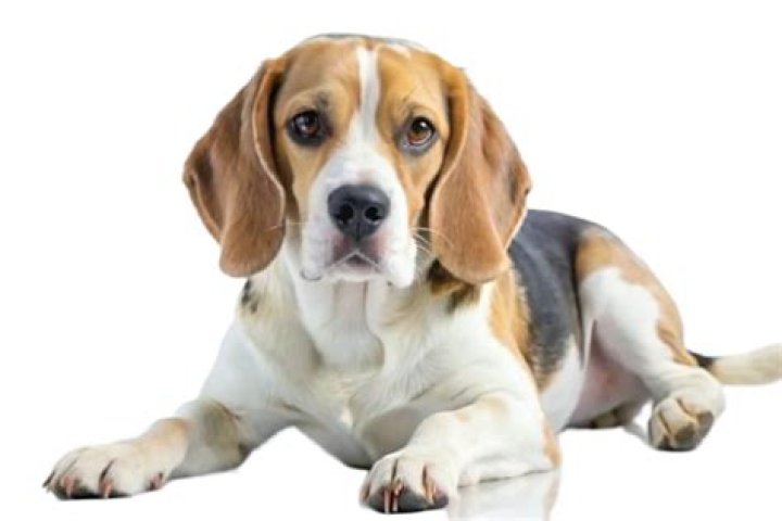 an adorable beagle lying on grass outdoor