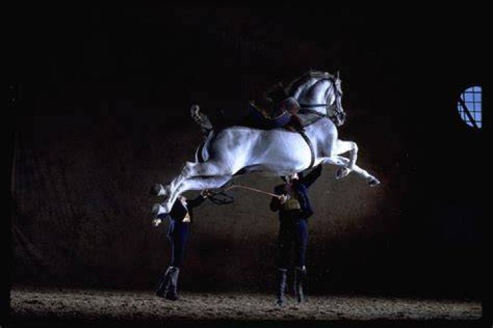 Andalusian Horses Dance