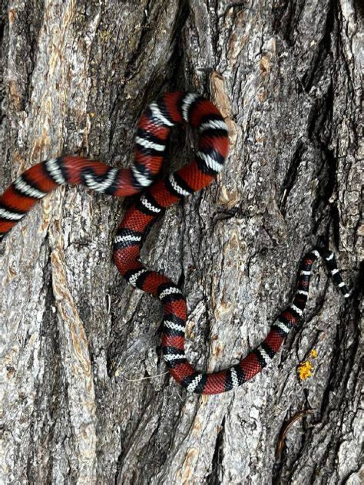 Andean milk snake