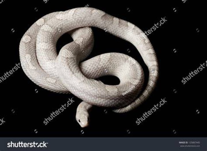 Anerythristic lavender blood red corn snake