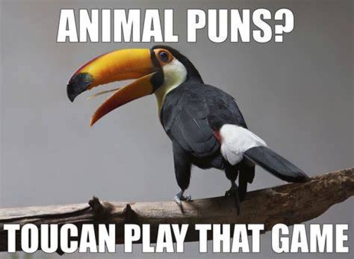 animal pun memes 001 animal puns quack me up Comics And Memes