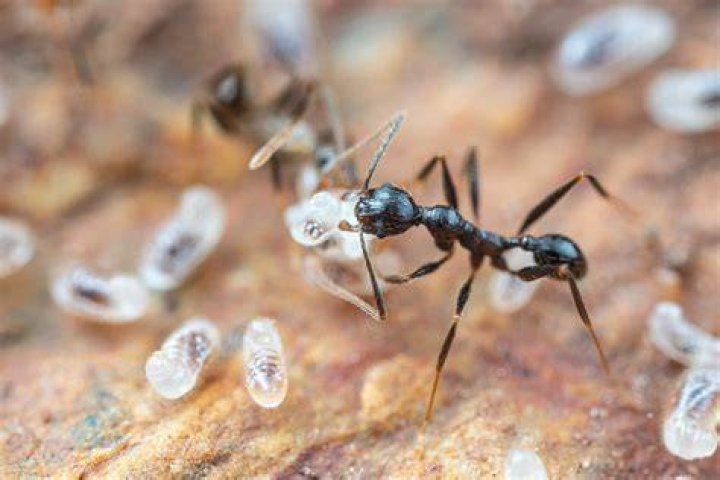 ant