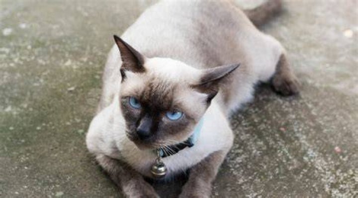 applehead siamese cat sitting