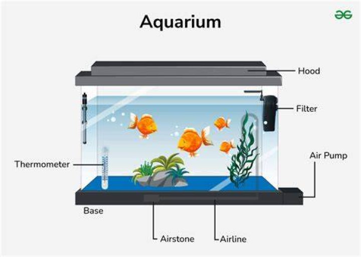 aquarium cycle_hedgehog94_Shutterstock
