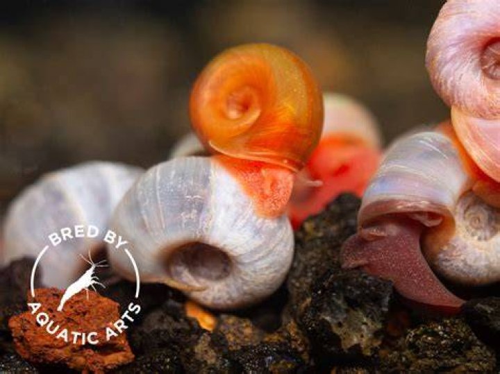 Aquatic Arts Live Blue Ramshorn Snails