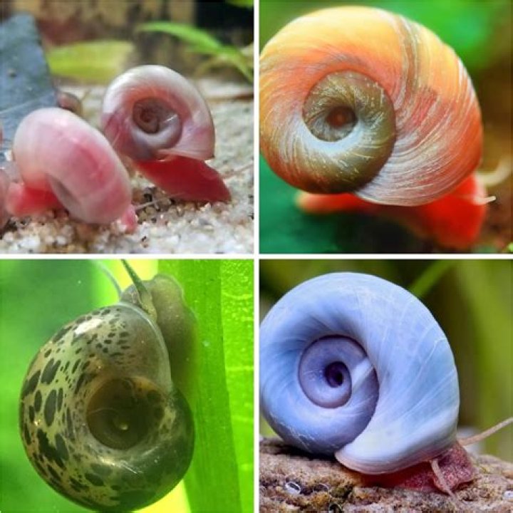 Aquatic Discounts Ramshorn Snails