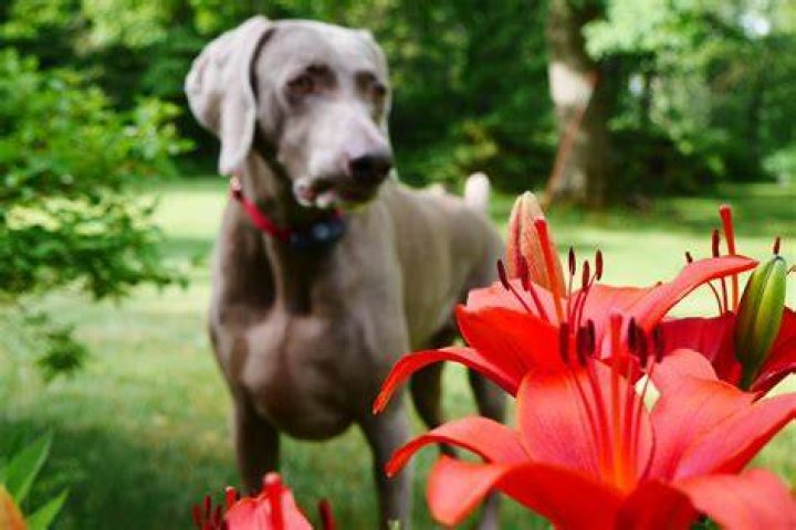 Are Lilies Poisonous to Dogs? Everything You Need to Know