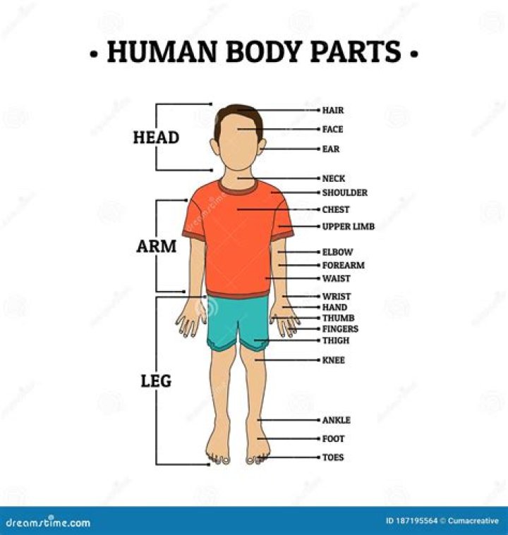 Arm, Leg, Human body, Human leg, Elbow, Shoulder, Wrist, Standing, Chest, Waist, arm, leg, human body, human leg, elbow, shoulder, wrist, standing, chest, waist,