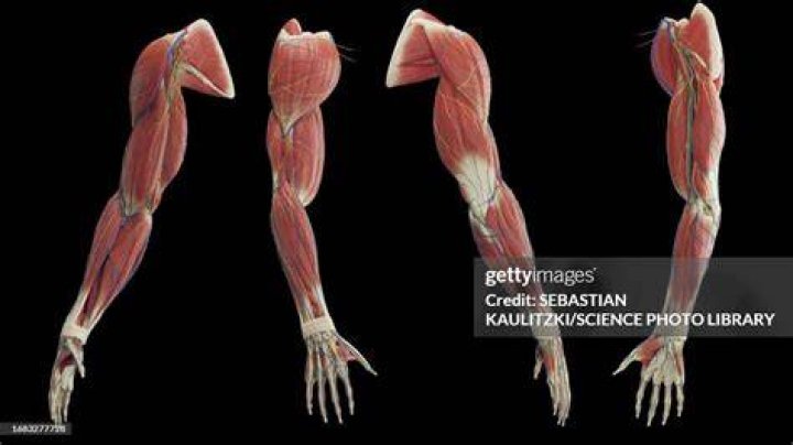 arm muscles, illustration