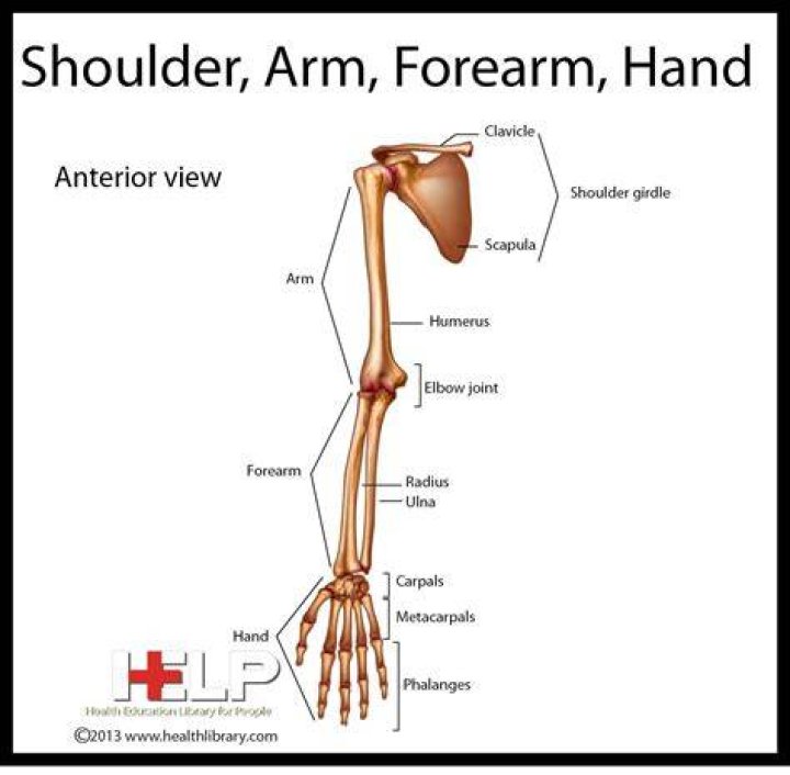 Arm, Shoulder, Hand, Joint, Fashion accessory, Jewellery, Bag, Fashion, Trunk, Waist, 