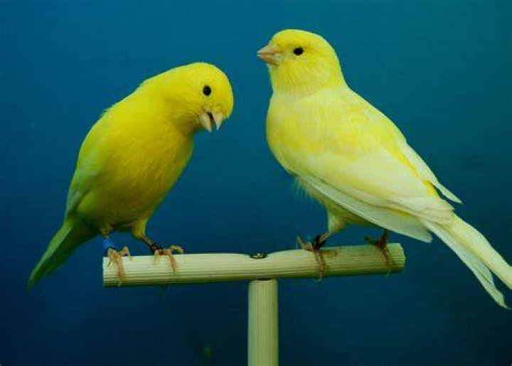 atlantic canary perching