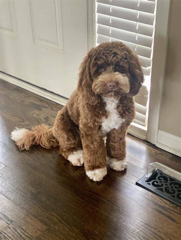 Australian Labradoodle