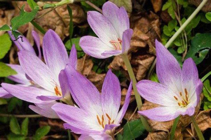 Autumn crocus in the garden