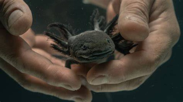 axolotl black_Tinwe_Pixabay