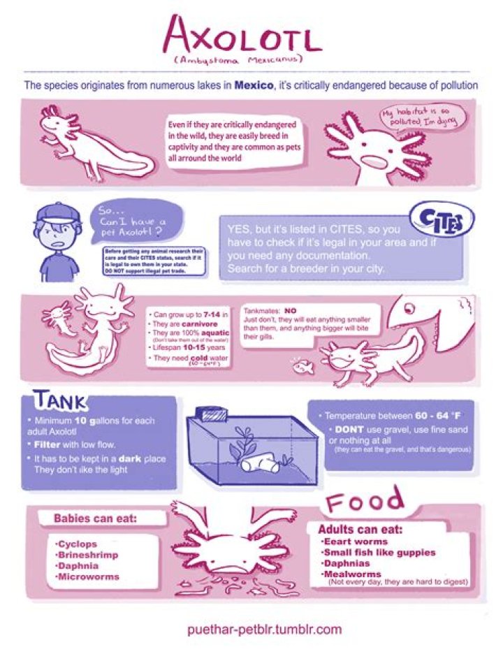 Axolotl: Care Sheet, Lifespan & More (With Pictures)