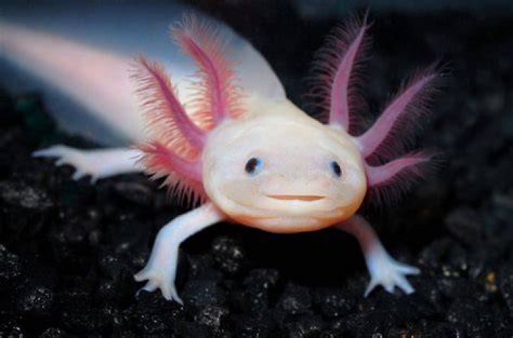 axolotl in cave_alejandrohcruz_Pixabay