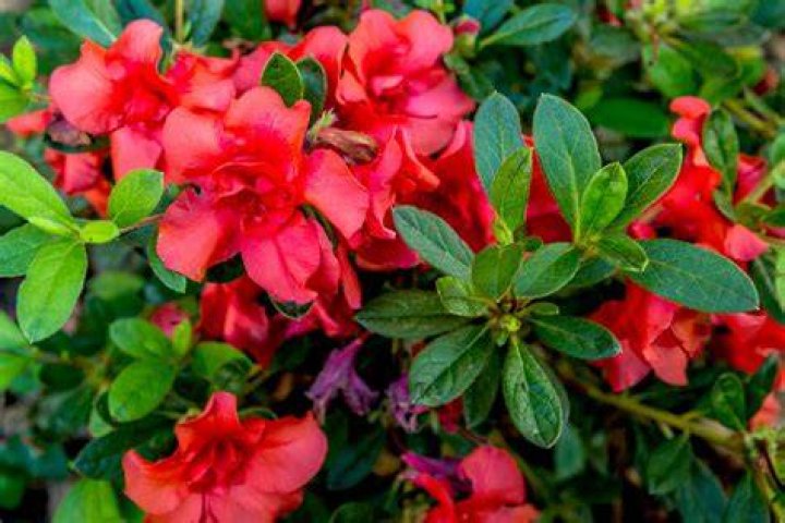 azalea plants