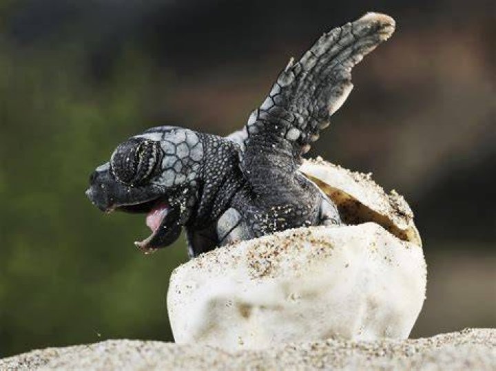 baby turtle on weeds