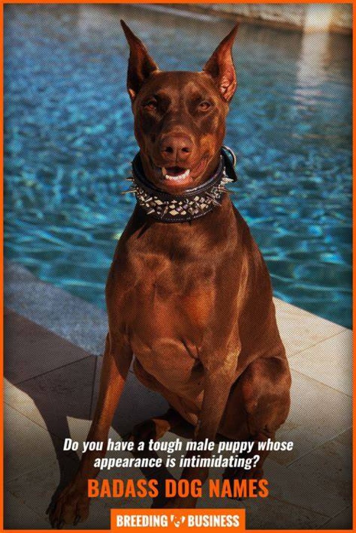 Badass Dog Names Over 150 Badass Names For Tough Puppies!
