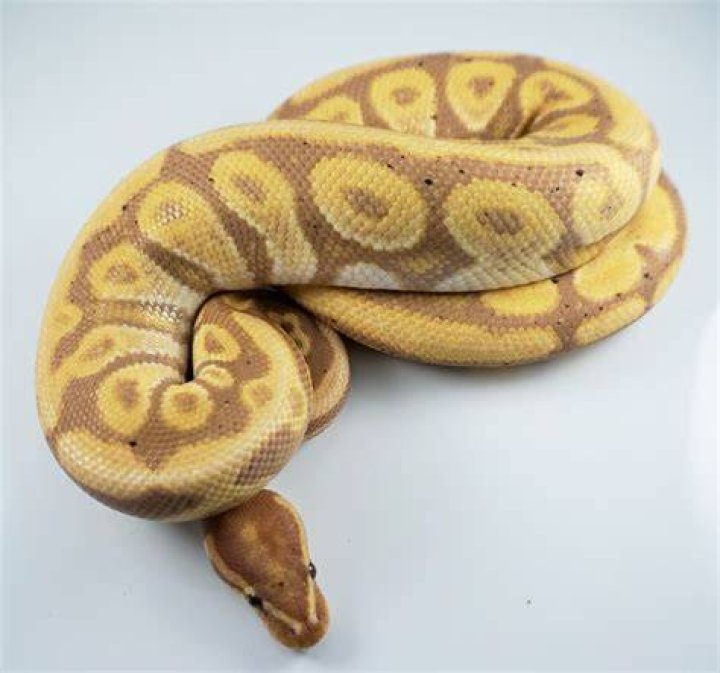 Ball Python Banana