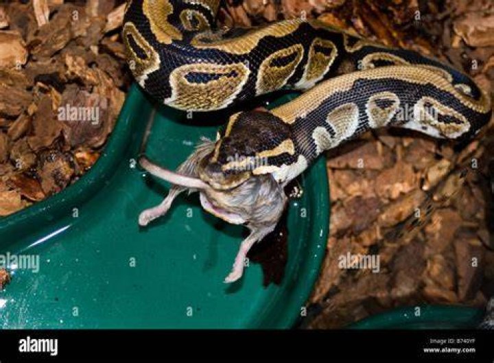 ball python eating a mouse
