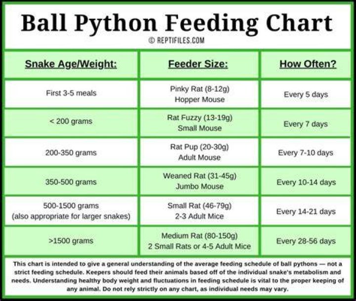 Ball Python Feeding Chart: Diet, Schedule & Tips