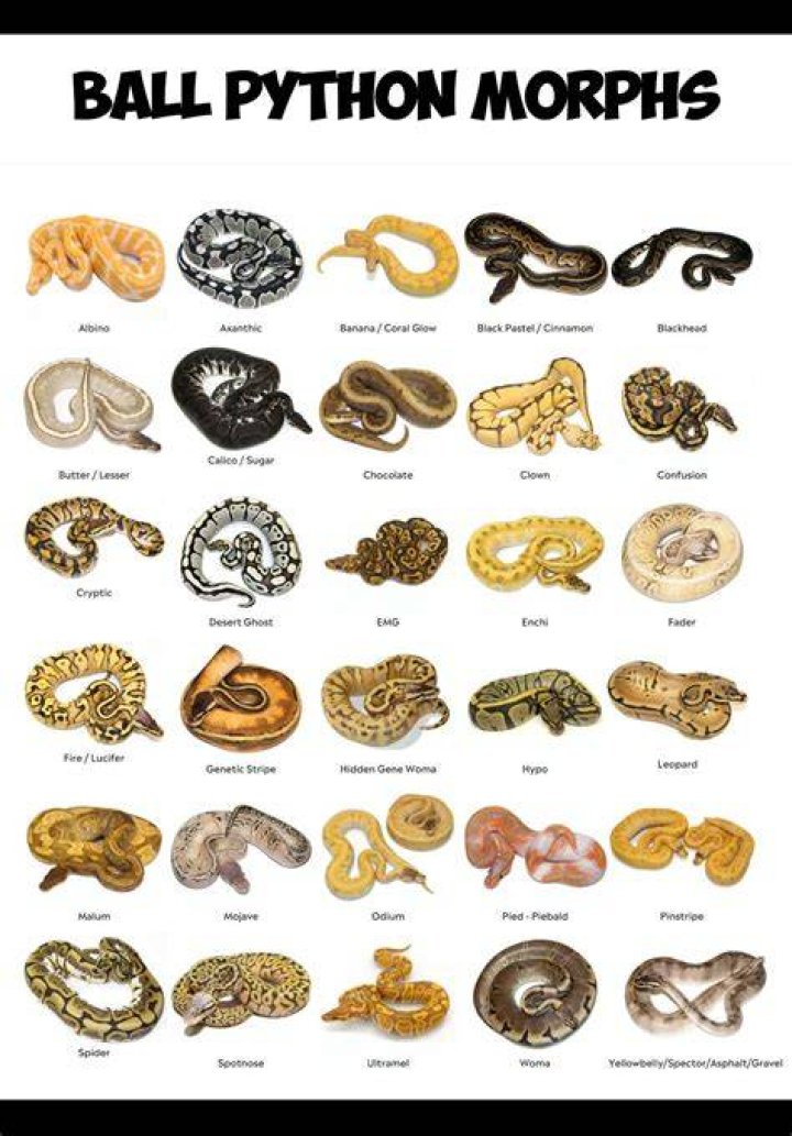 ball python morph