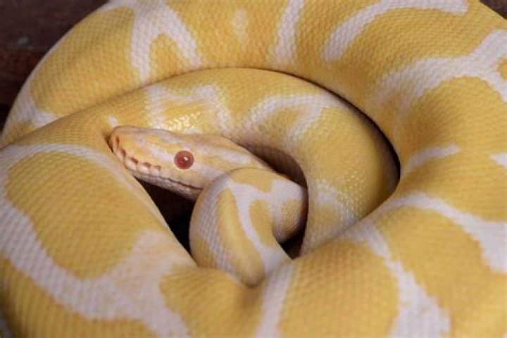 Banana Ball Python Morph: Facts, Info & Care Guide (With Pictures)