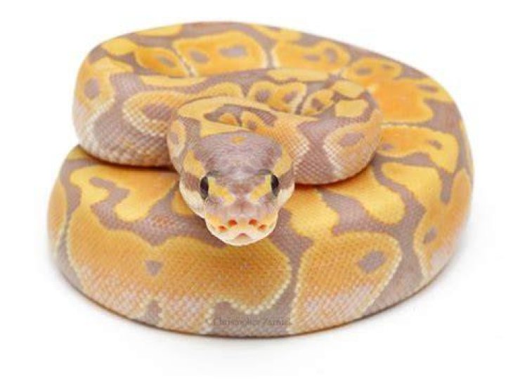 Banana Ball Python Morph