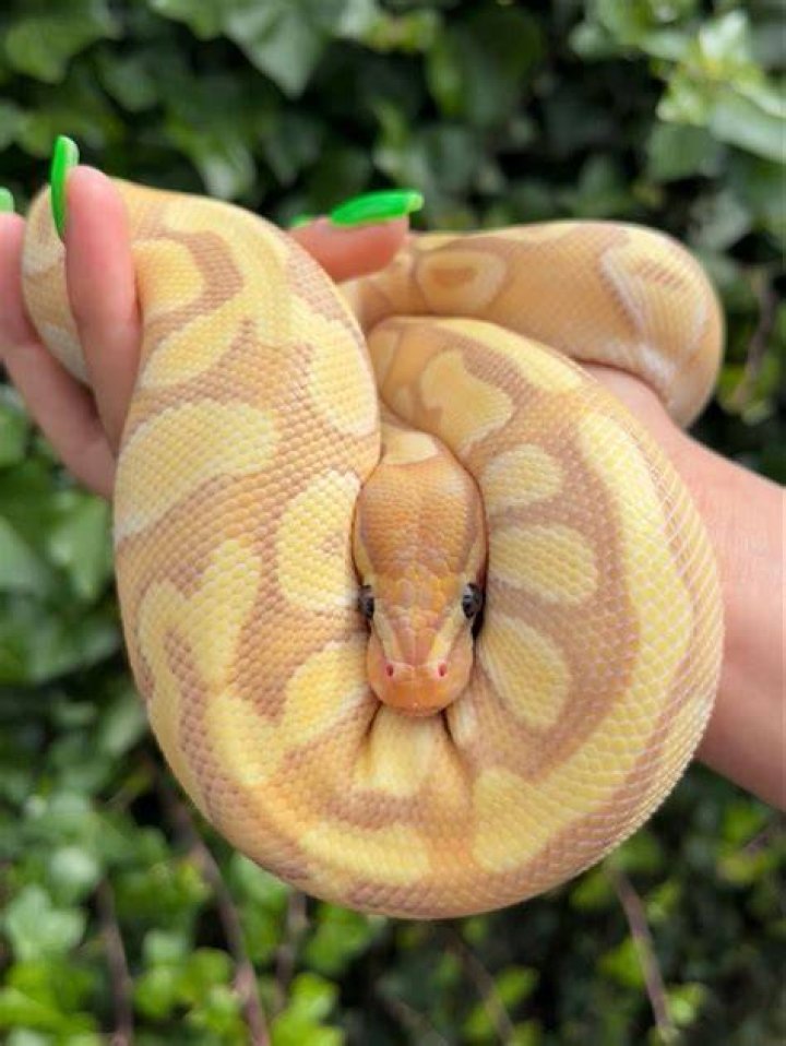 banana ball python on a log
