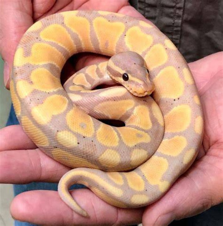Banana Kingpin ball python snake hatchling closeup