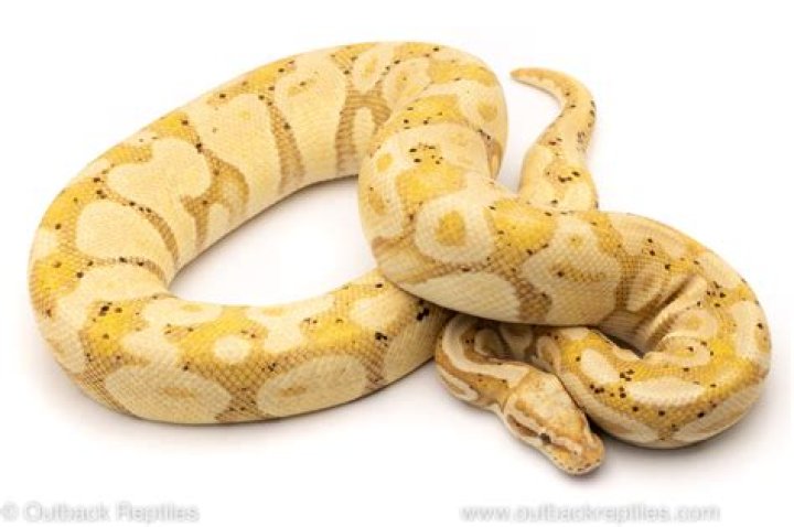 banana super pastel ball python regius isolated on white background