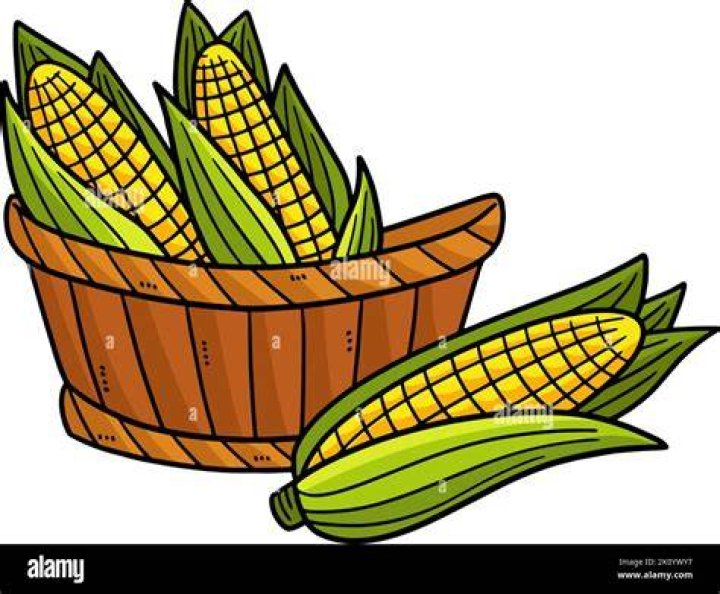 Basket of colored corn with corn husks
