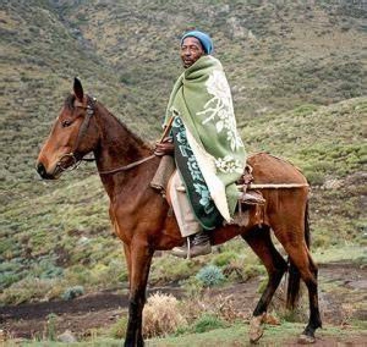 Basotho Pony