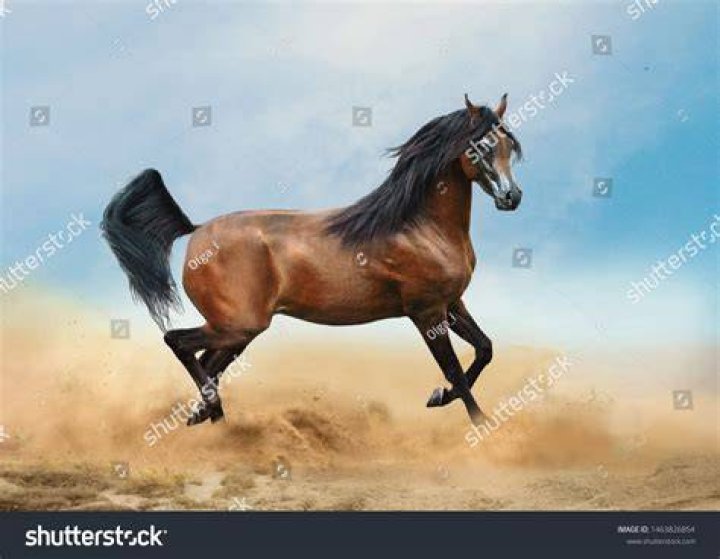 bay arabian horse running in desert