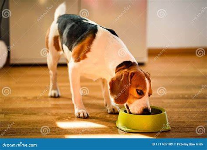 Beagle eating from a bowl
