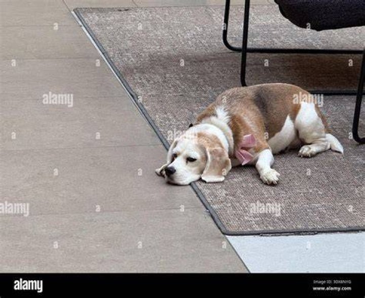 beagle on the carpet