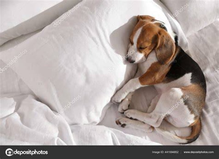 Beagle puppy in dog bed at home