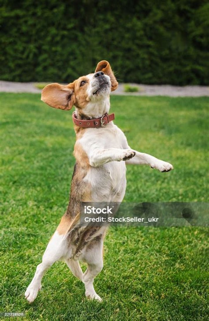 beagle standing outdoor